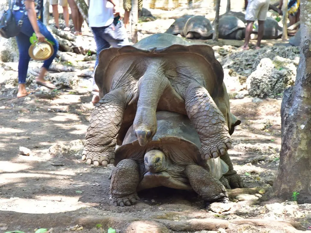 Prison Island & Giant Tortoises - History Meets Nature overview photo 1